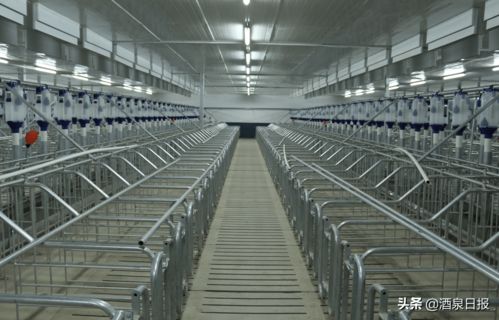 打出組合拳，酒泉市多措并舉促生豬穩(wěn)產(chǎn)保供，助力畜牧漁業(yè)飼料銷售穩(wěn)健發(fā)展