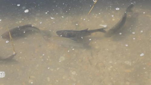 鞏留縣舉行2025年漁業(yè)資源增殖放流活動 助力生態(tài)保護與產(chǎn)業(yè)發(fā)展